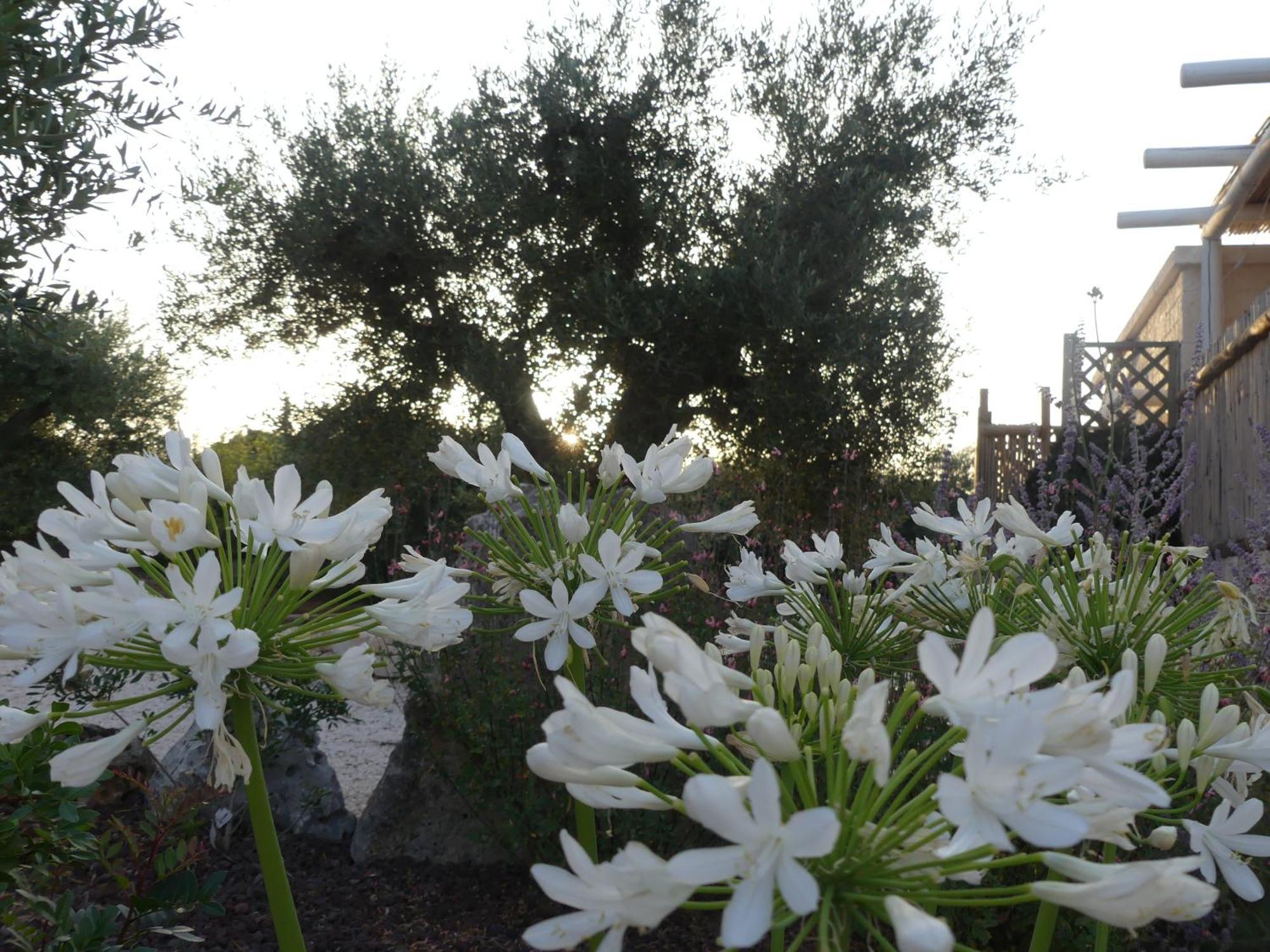 Villa Trullo Manivida Locorotondo Exterior foto